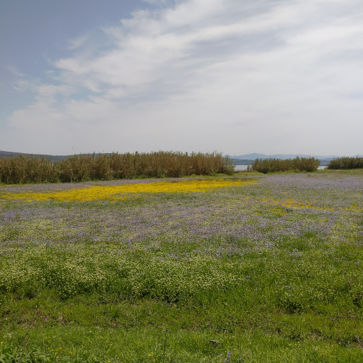 Colorful flowers in the spring